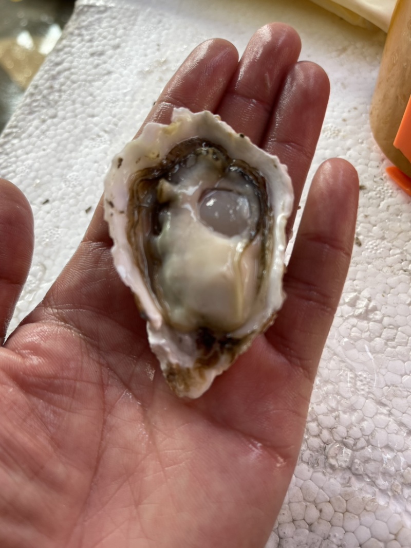 乳山生蚝豆豆，批发生产，壳薄肉厚