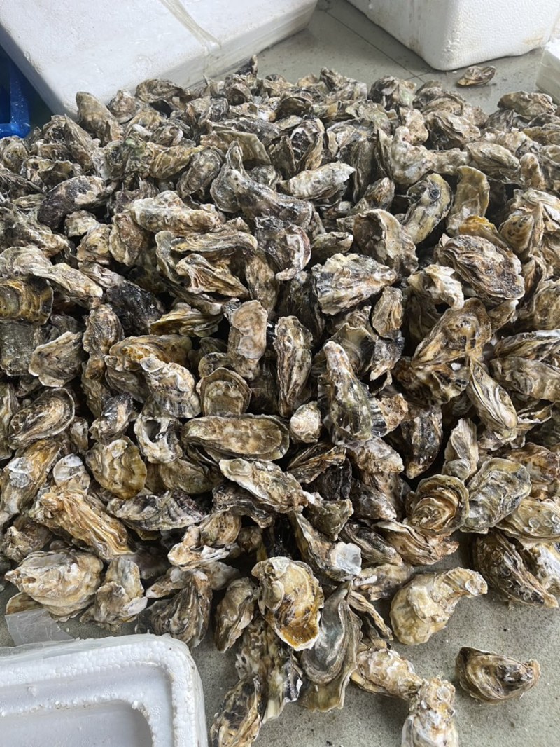乳山生蚝豆豆，批发生产，壳薄肉厚