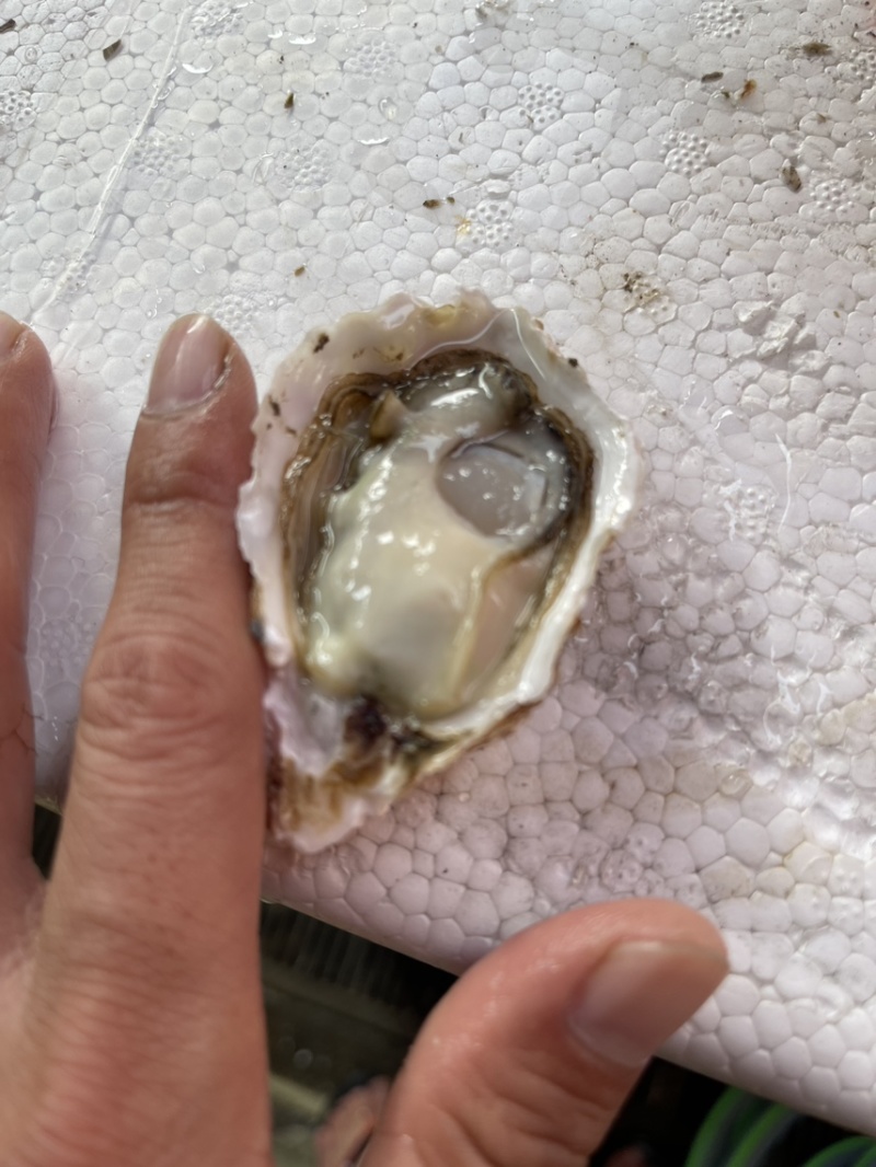 乳山生蚝豆豆，批发生产，壳薄肉厚