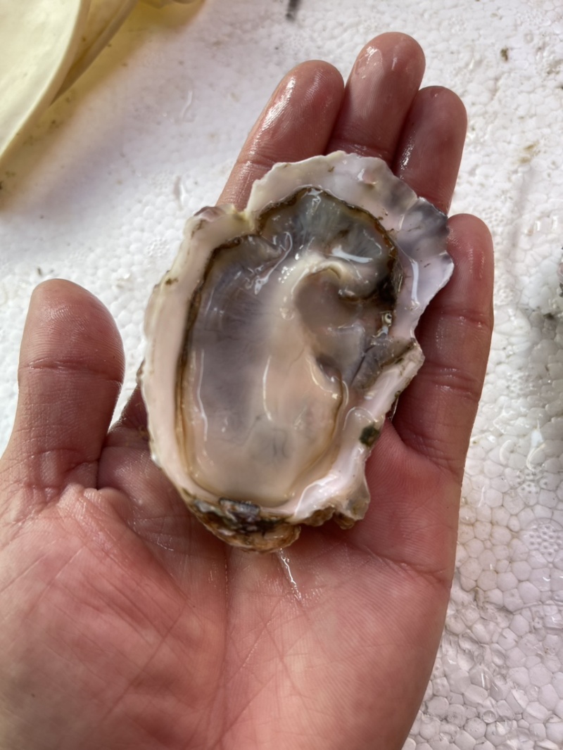 乳山生蚝1.5+，生产批发，肉厚，显个