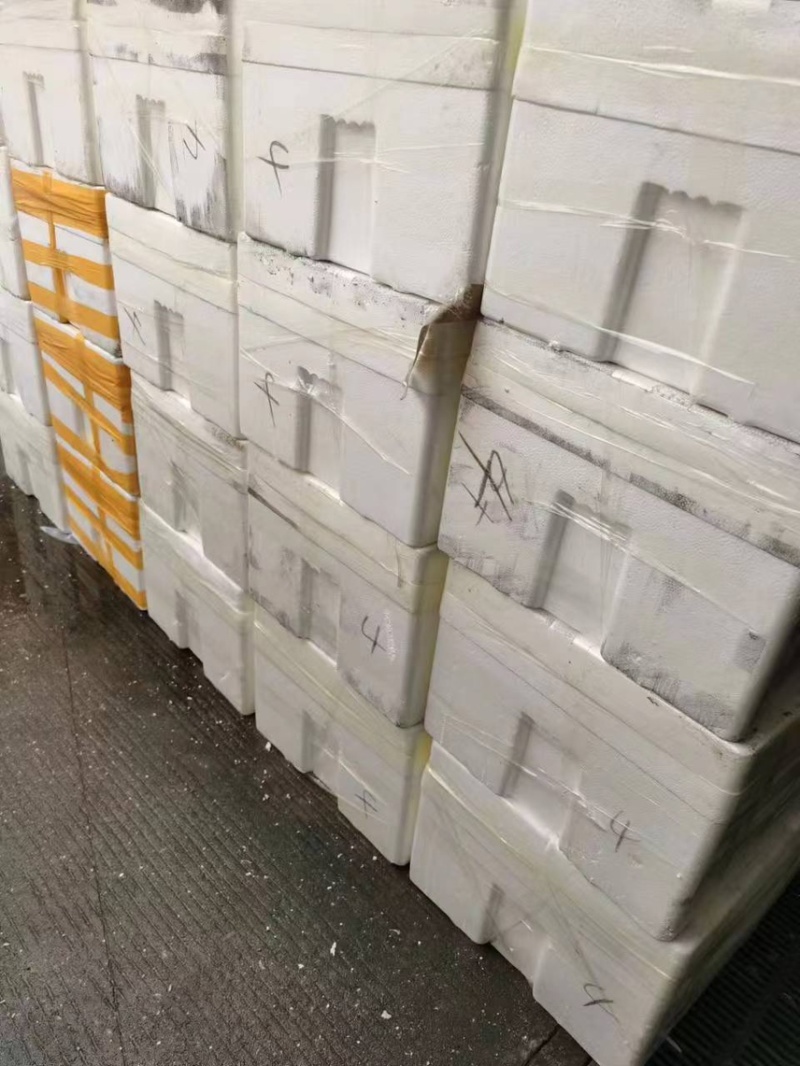 山东乳山生蚝1.5+，肉厚壳薄，显个