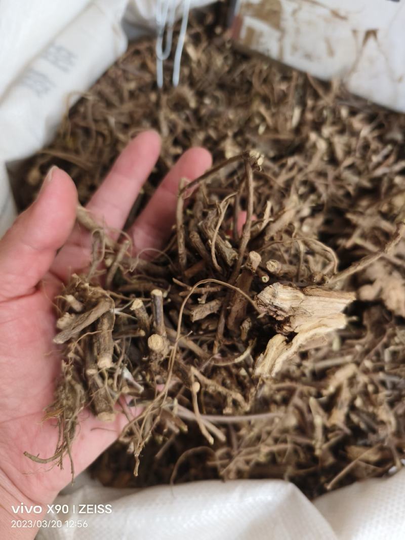 中药材含羞草根新货货源充足批发零售