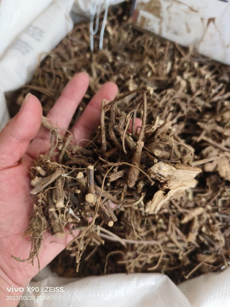 中药材含羞草根新货货源充足批发零售
