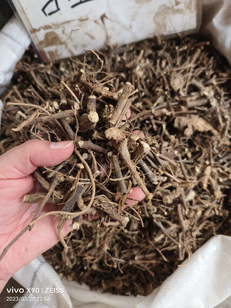 中药材含羞草根新货货源充足批发零售