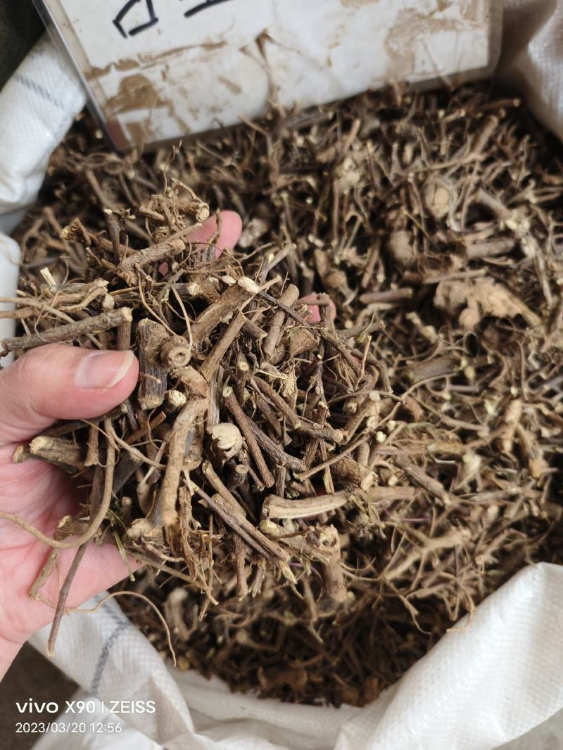 中药材含羞草根新货货源充足批发零售