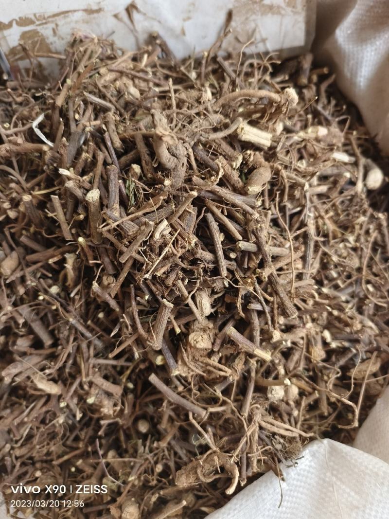 中药材含羞草根新货货源充足批发零售