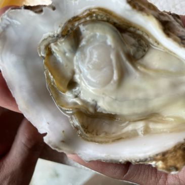 山东乳山3+，肉厚汁多，壳薄，显个