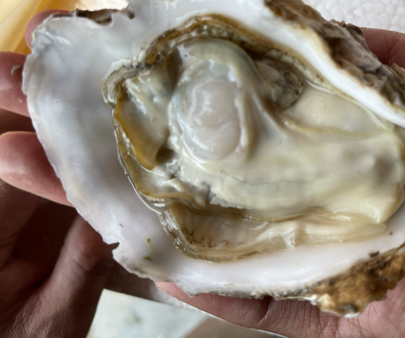 山东乳山3+，肉厚汁多，壳薄，显个
