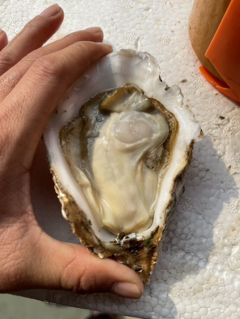 山东乳山3+，肉厚汁多，壳薄，显个