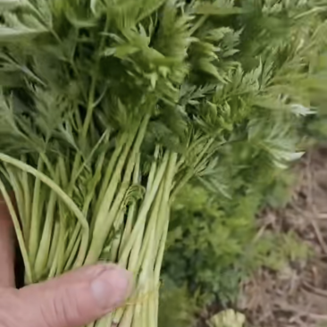 川芎尖，色泽鲜艳，现货供应货源充足。