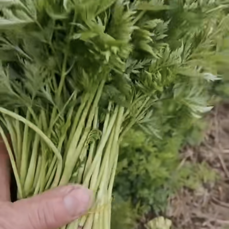 川芎尖，色泽鲜艳，现货供应货源充足。