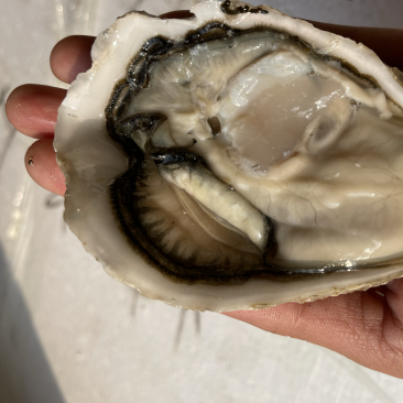 乳山生蚝4+，壳薄，肉厚，显个，生产批发