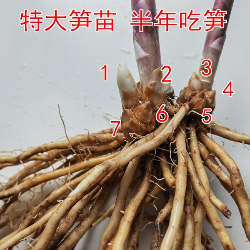 2年绿芦笋根5棵