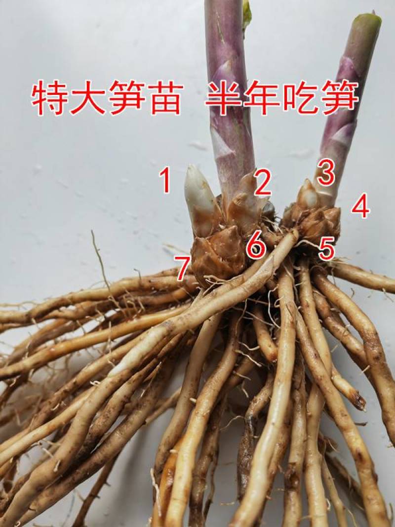 2年绿芦笋根5棵