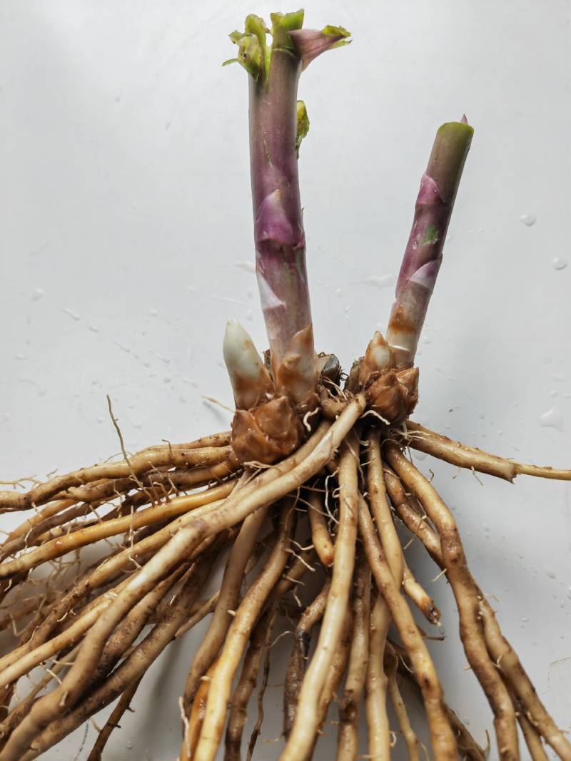 2年绿芦笋根5棵