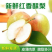 红香酥梨一手货源，量大从优欢迎选购可视频验货