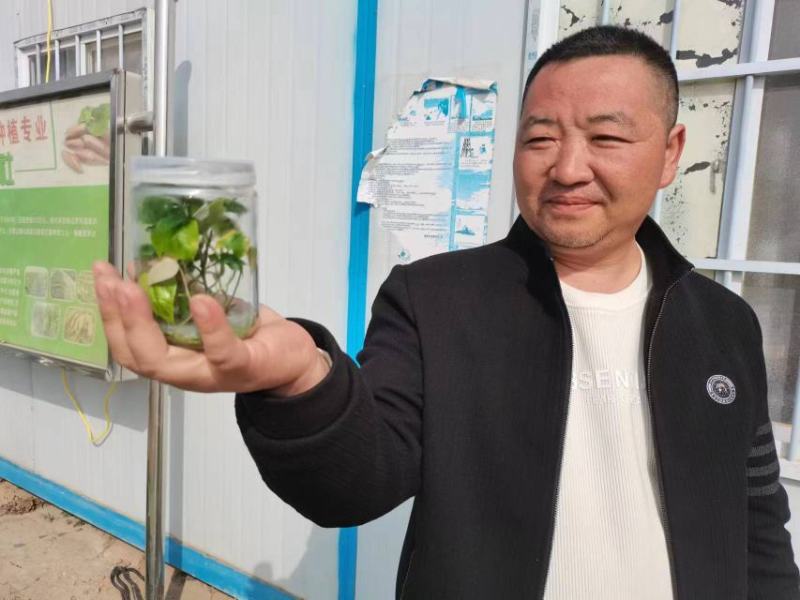 脱毒西瓜红红薯苗大量出售日供苗200万株以上