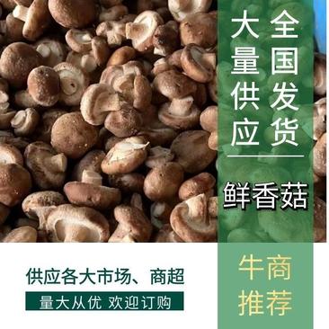 河北唐山精品香菇帽工厂货货源充足食品厂加工
