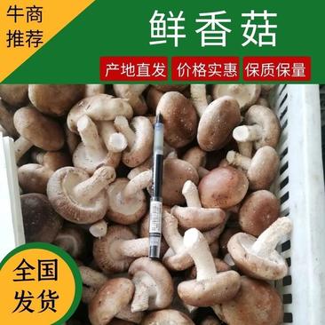 河北省唐山市蘑菇基地的大蘑菇新鲜采摘，大量上市