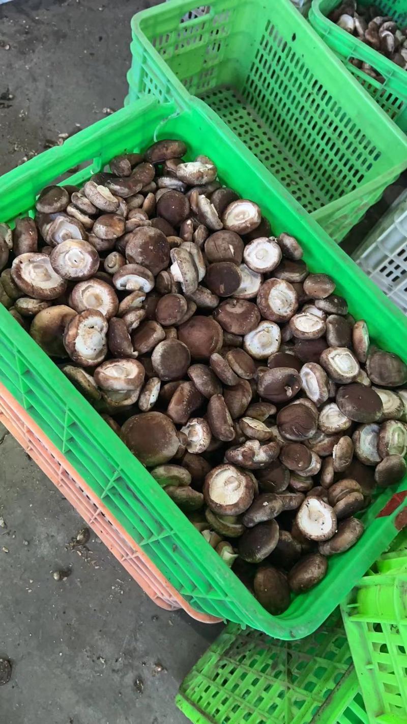 河北省唐山市蘑菇基地的大蘑菇新鲜采摘，大量上市