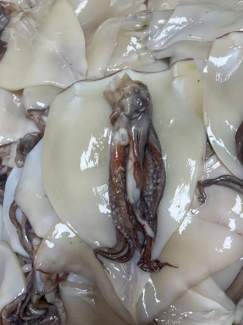 去眼睛，去皮，去内脏，去软骨，清理好的大鱿鱼，带头，带须