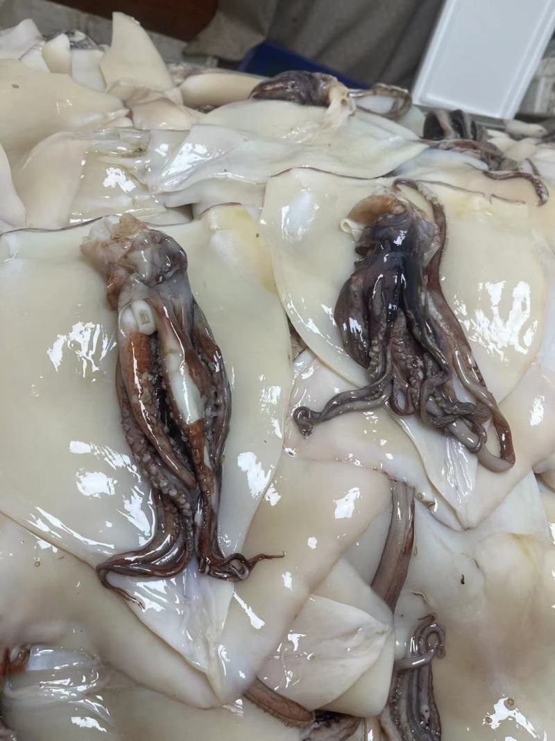 去眼睛，去皮，去内脏，去软骨，清理好的大鱿鱼，带头，带须