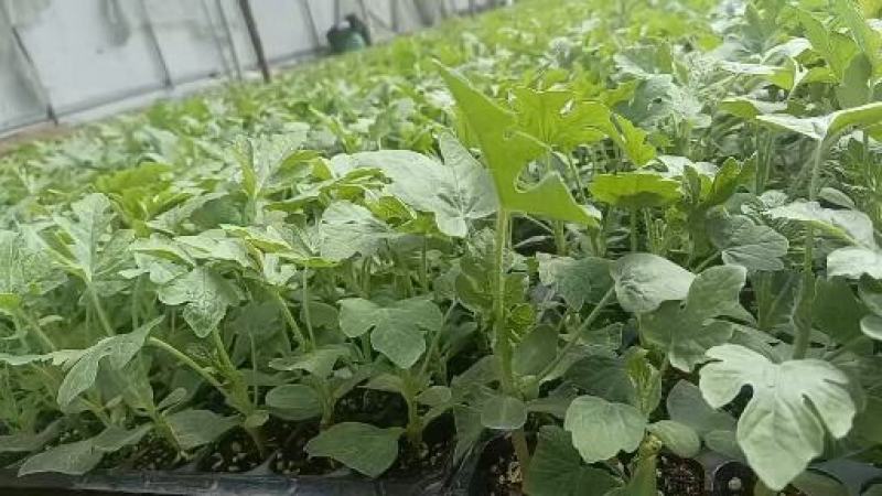 美都西瓜苗抗病，抗裂大红瓤口感好产量高市场价格好，不包邮