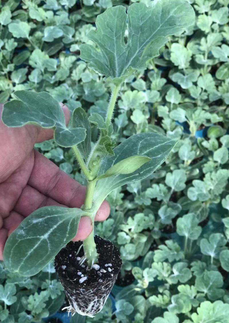 美都西瓜苗抗病，抗裂大红瓤口感好产量高市场价格好，不包邮