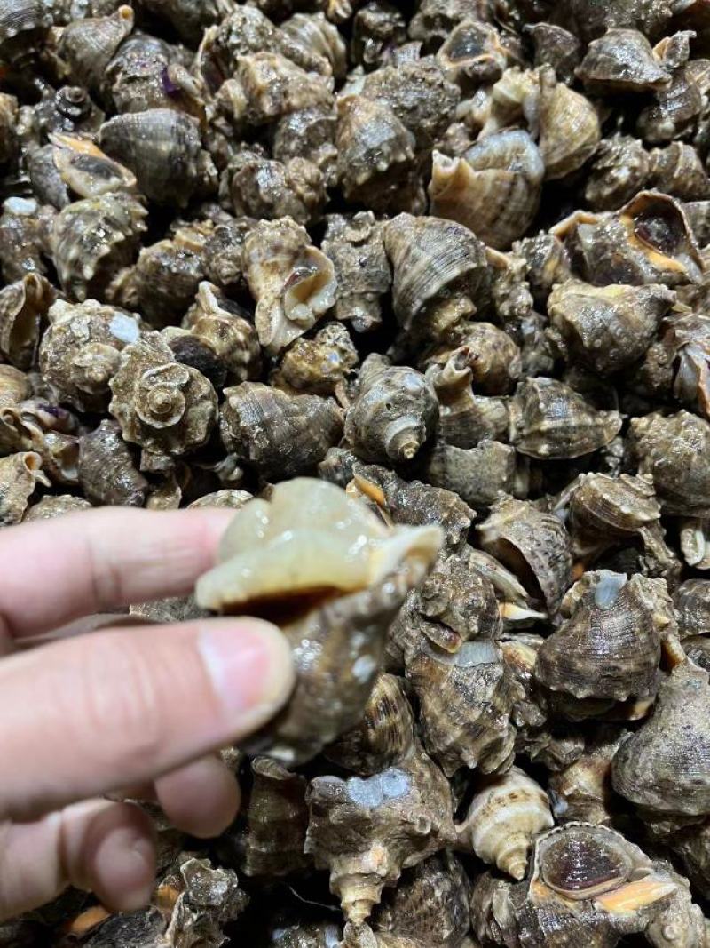 海螺大小规格都有品质保证规格齐全质量保证