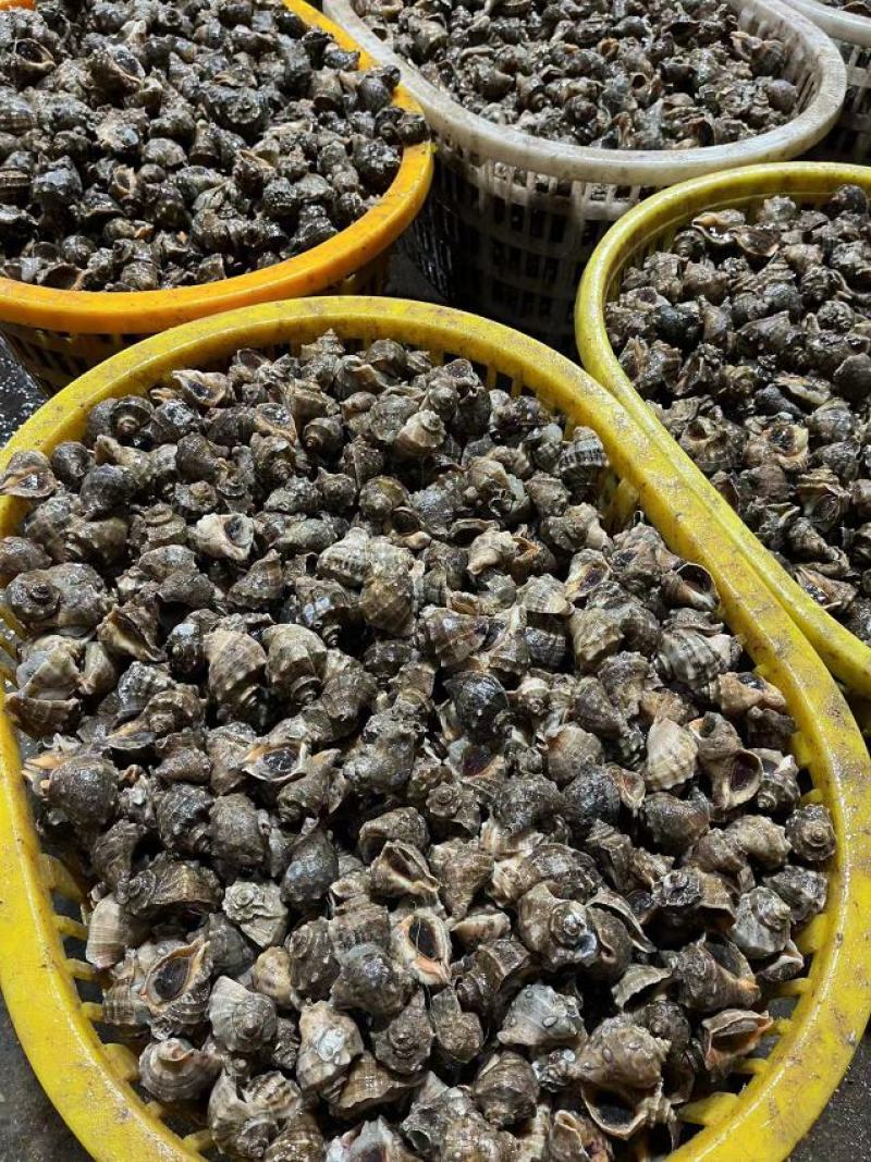 海螺大小规格都有品质保证规格齐全质量保证