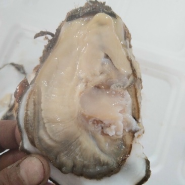 海胆