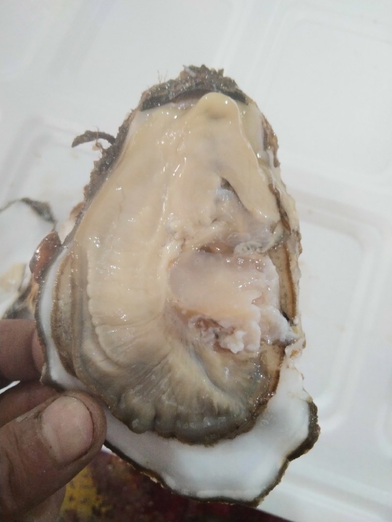 海胆