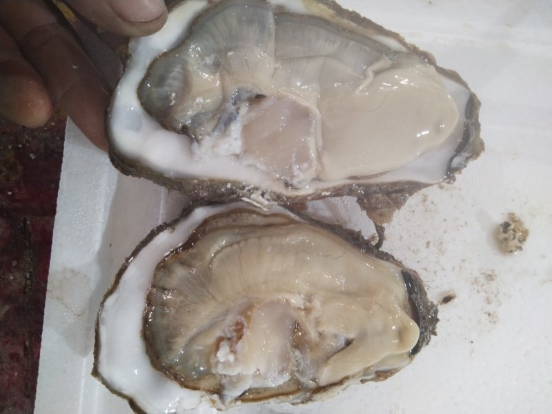 海胆