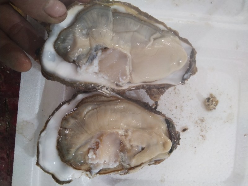 海胆