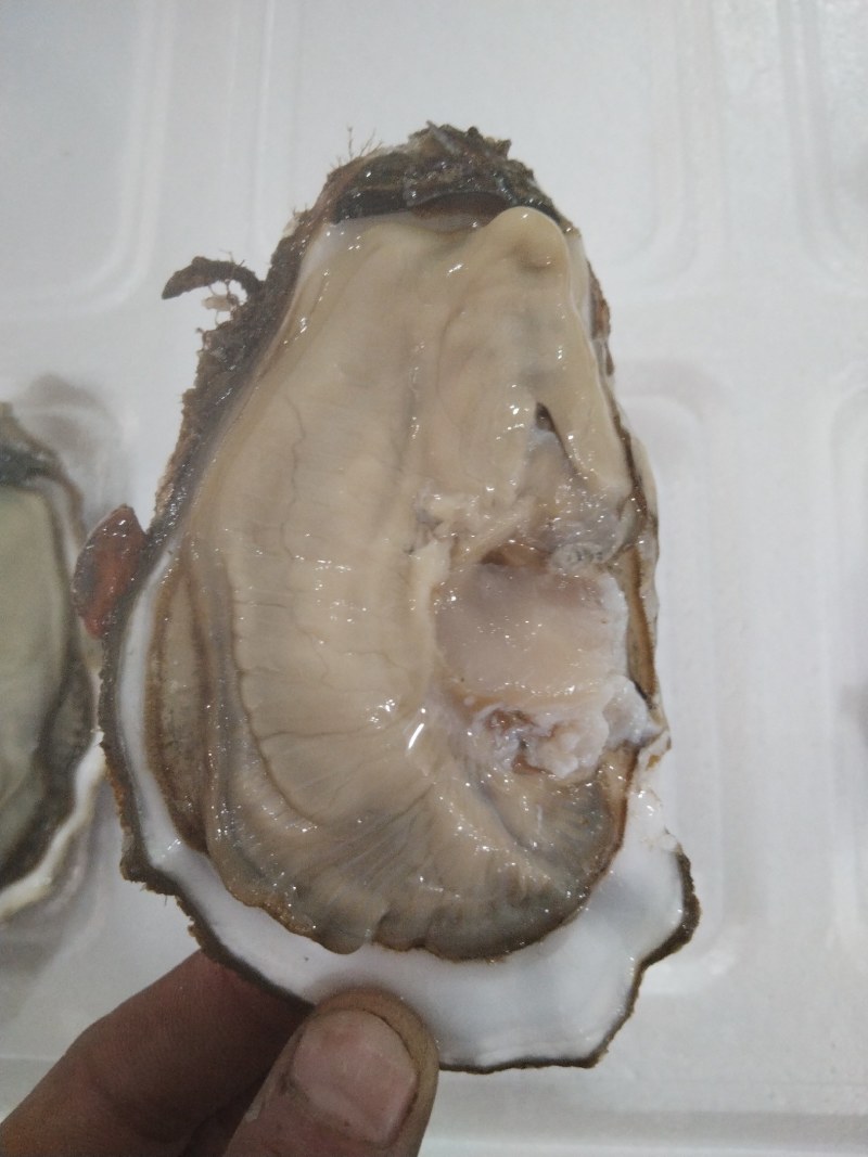 海胆
