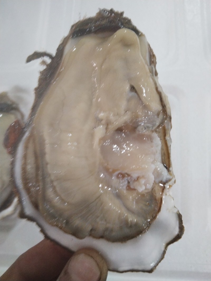 海胆