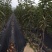 新品种大樱桃树苗美早齐早俄八鲁樱3号大樱桃苗