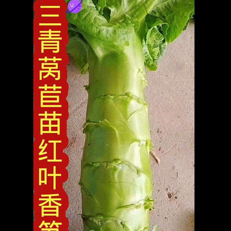 山东莴苣苗，穴盘苗江浙沪皖豫，发货次日到达，破损包赔。
