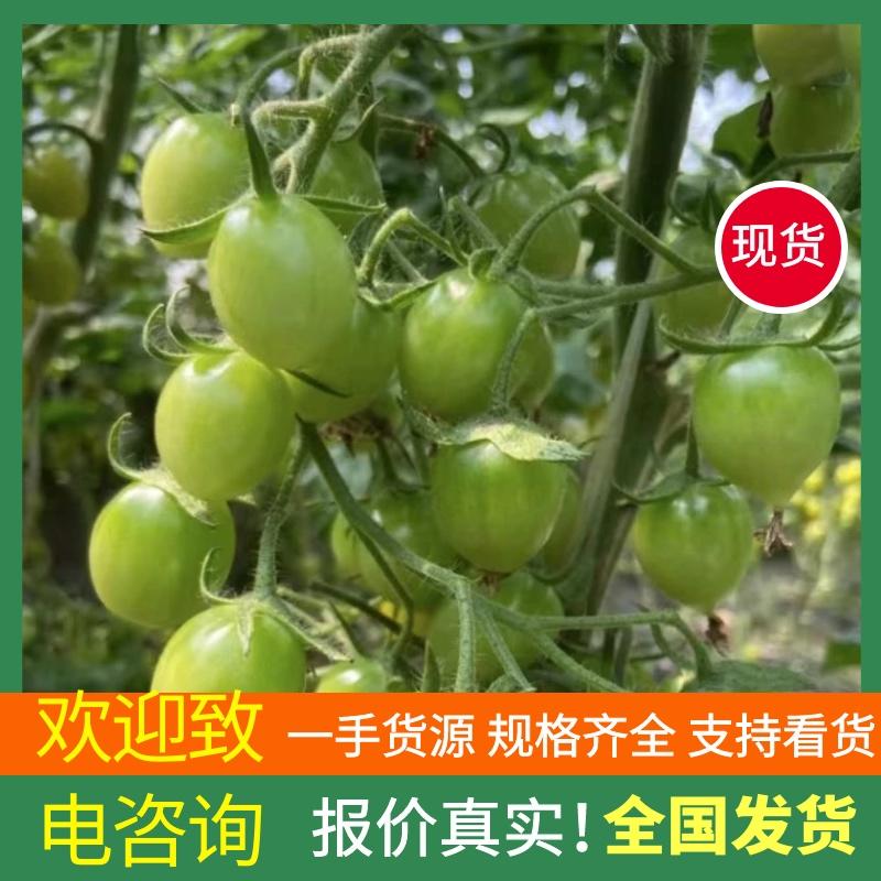 青口蜜小番茄社区团购电商货源支持一件代发全国供应品质优良