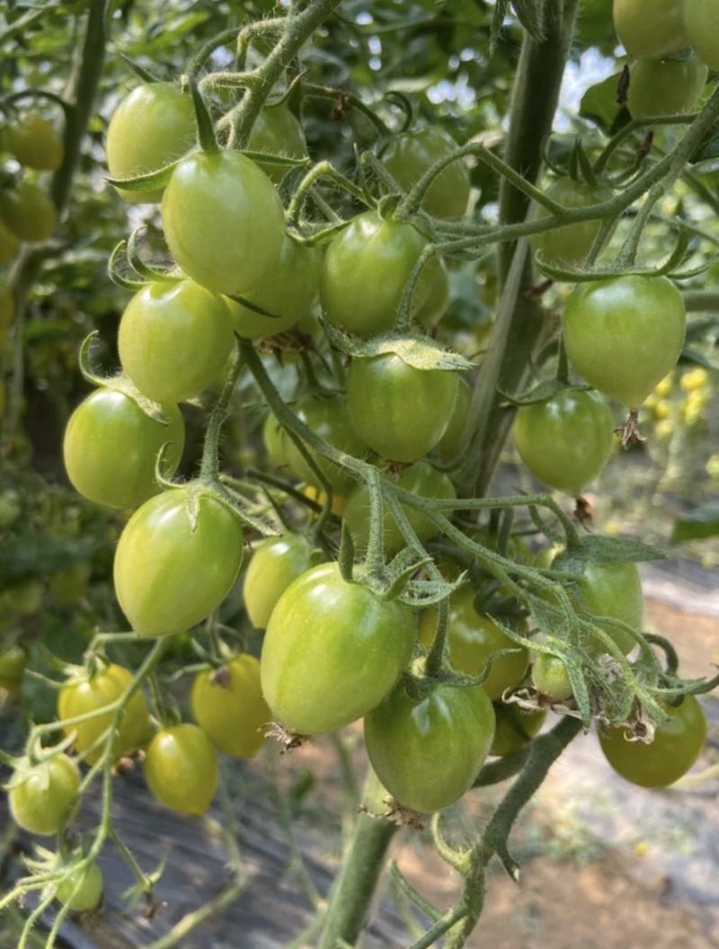 青口蜜小番茄社区团购电商货源支持一件代发全国供应品质优良