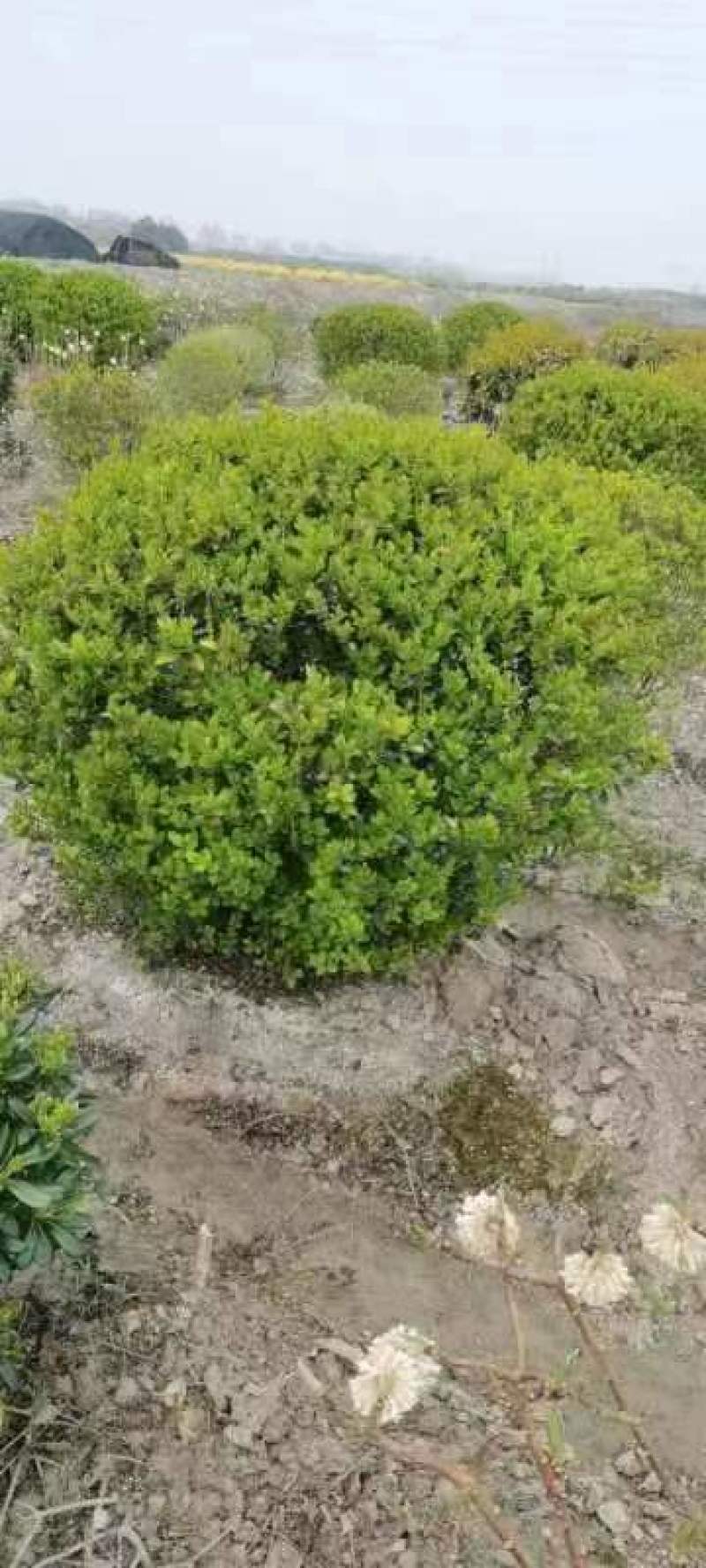 【金叶女贞球】浙江绿化苗基地货源/规格多样/量大从优