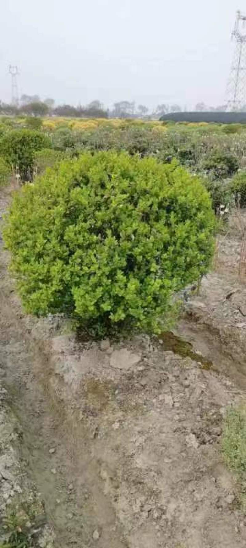 【金叶女贞球】浙江绿化苗基地货源/规格多样/量大从优