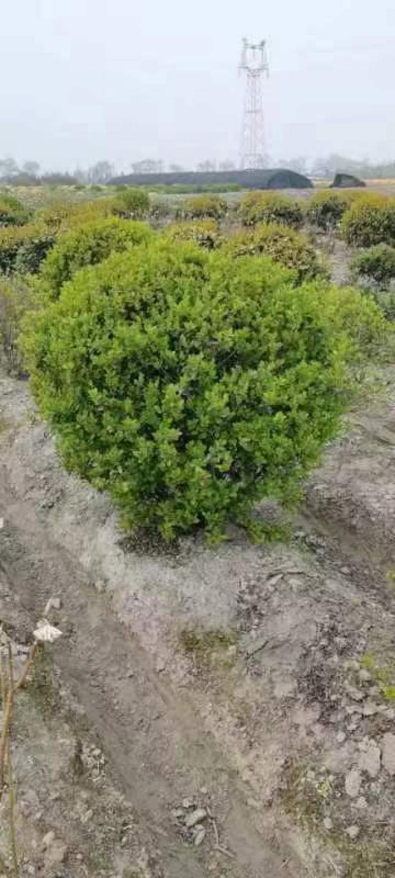 【金叶女贞球】浙江绿化苗基地货源/规格多样/量大从优