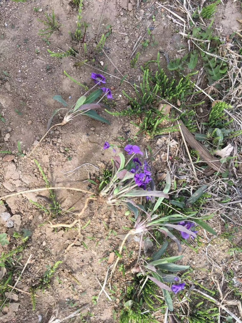 紫花地丁产地直发全国发货量大