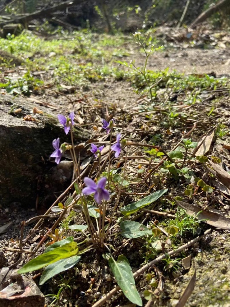 紫花地丁产地直发全国发货量大