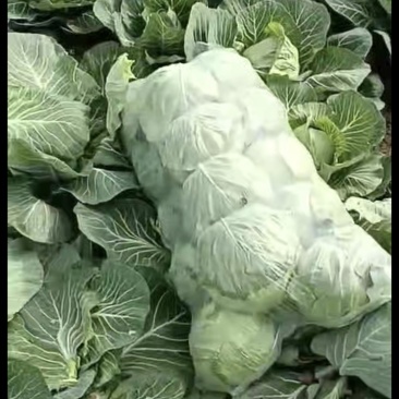 江苏徐州沛县花菜和甘揽