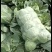 江苏徐州沛县花菜和甘揽