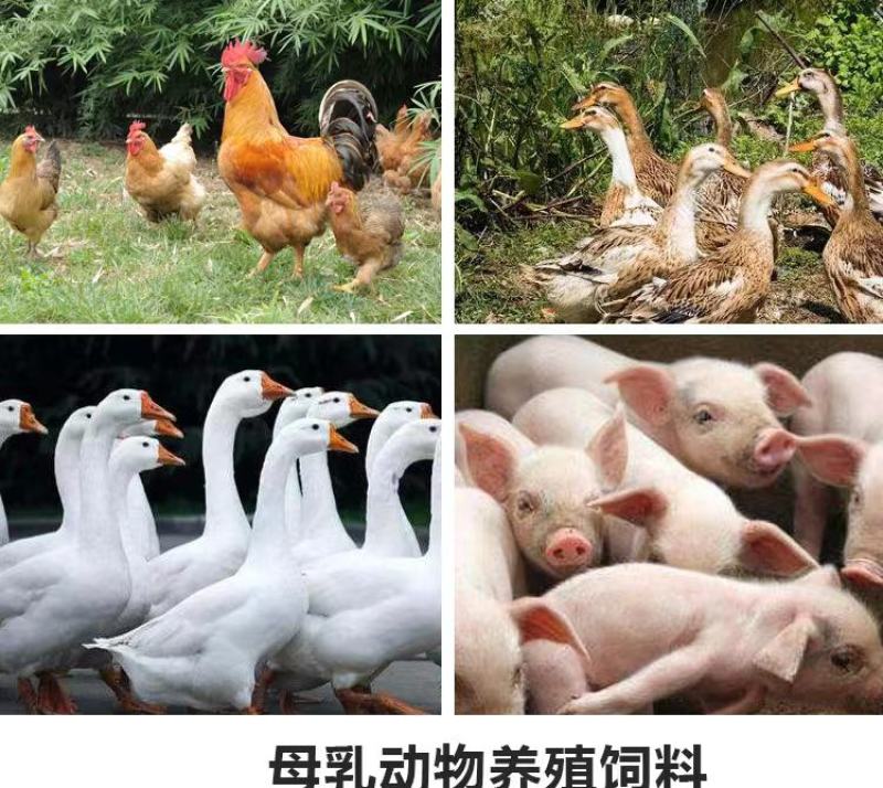 饲料鱼干鸡鸭鱼猪水产小龙虾螃蟹养殖原料量大优惠包邮
