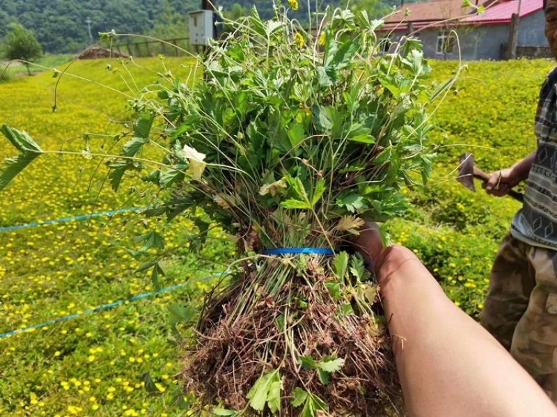 尾凌菜大量有货欢迎老板采购全国都可以供应一手货源