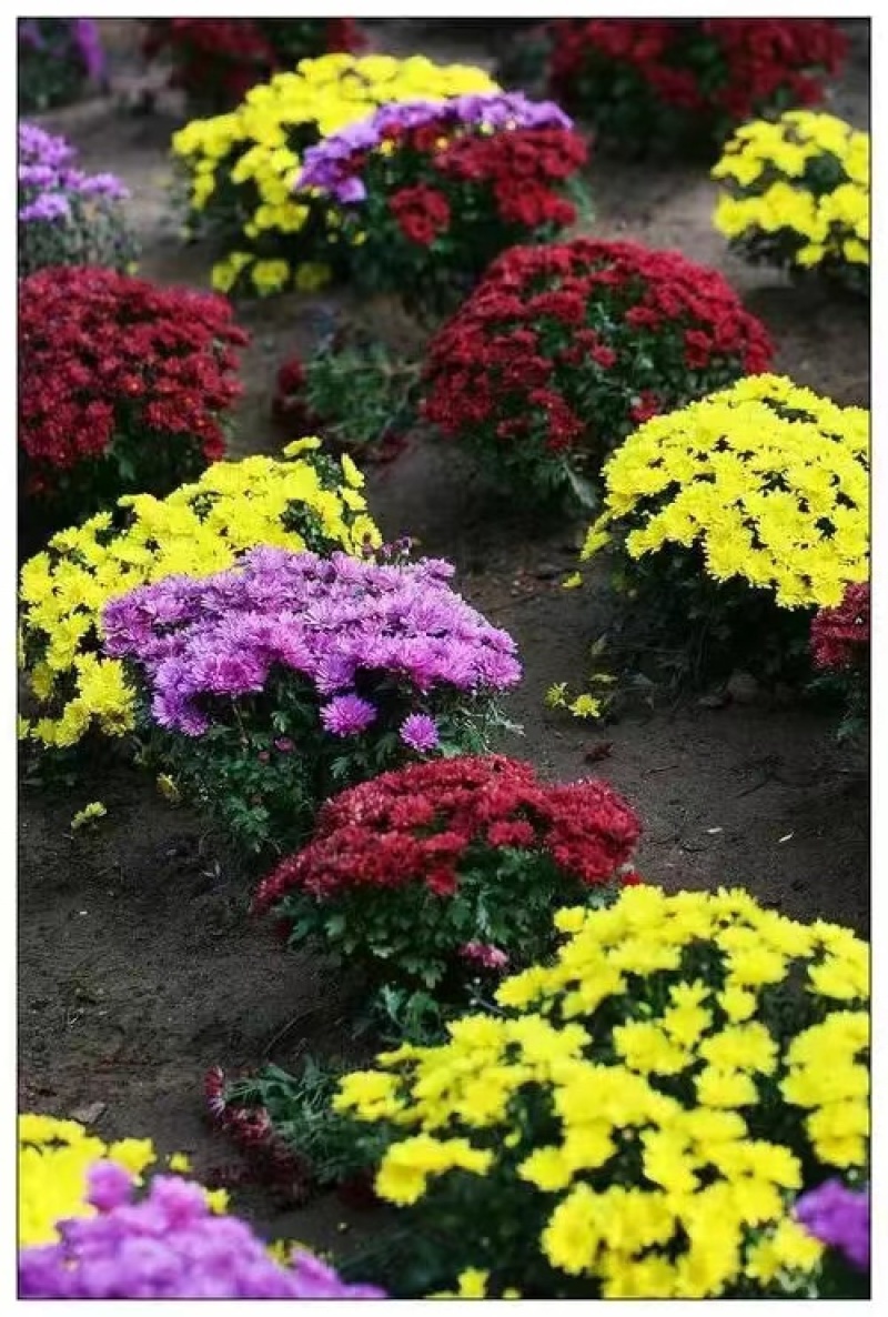 地被菊多种颜色百花齐放大量有货欢迎老板联系